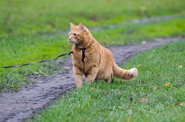 Red cat walking on a leash along the footpath on the background