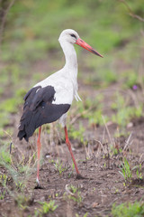 Great white stork walking in short grass hunting for food