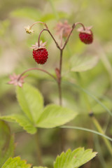 Closeup of ripe wild strawberry hanging on stem in a meadow