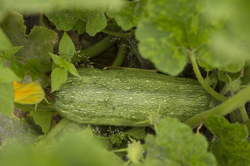 Obraz premium Closeup view of mature zucchini
