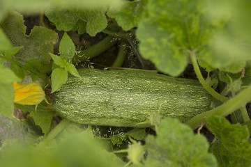 Closeup view of mature zucchini
