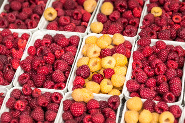 Red and yellow raspberries in boxes at local farm market