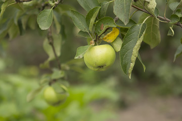 fresh green apples on a tree