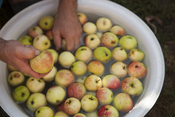Cleaning apples in the bowl with water