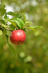 Pomme rouge