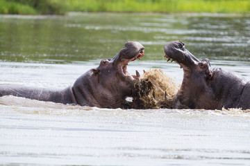 Two huge male hippos fight in water for best territory