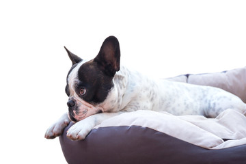 French bulldog lying on bed over white