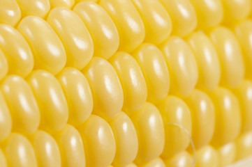 Corn cobs (maize), macro