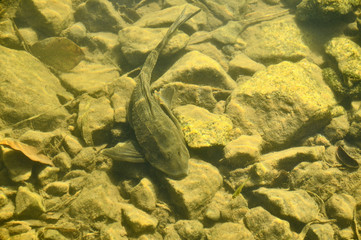 Fish in habitat