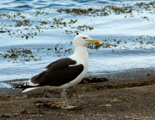 Black-backed Gull