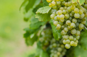 cluster of green grape