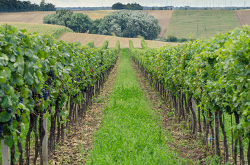 Fototapeta na wymiar green vineyard