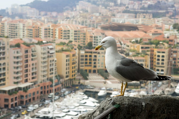 Fototapeta na wymiar seagull looking at a luxury of Monaco