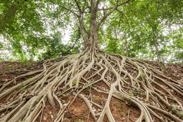 Root of banyan tree. - 69636956