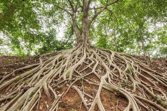 Root Of Banyan Tree.