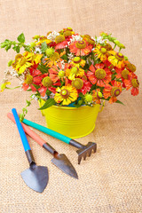 Bouquet of red flowers (Helenium) and garden tools  on an canvas