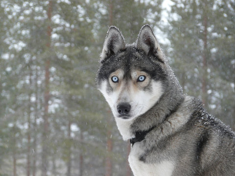 Blue Eyes Husky Dog