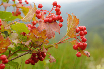 Branch of viburnum