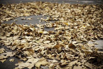 Leaves on the road