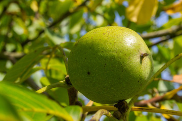 Walnuss Frucht am Baum
