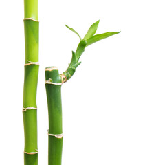 Obraz premium Fresh bamboo isolated on white background
