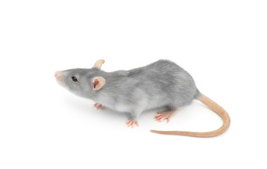 rat