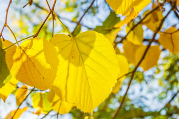 Yellow leaves of lime tree