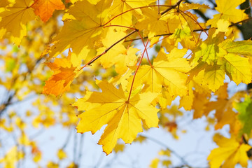 Fototapeta na wymiar Yellow maple leaves on the branch