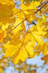 Yellow maple leaves close up