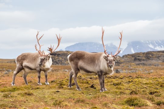 Wild Arctic reindeer - Spitsbergen, Svalbard