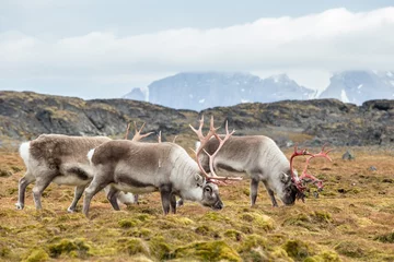 Photo sur Plexiglas Cercle polaire Troupeau de rennes sauvages dans la toundra arctique