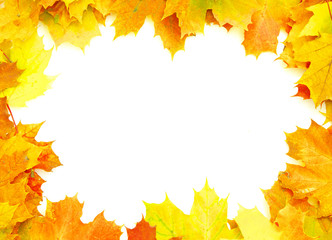 Naklejka na ściany i meble autumn maple leaves