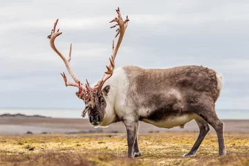 Keuken spatwand met foto Wild Arctic reindeer preparing to shed his antlers. © Incredible Arctic