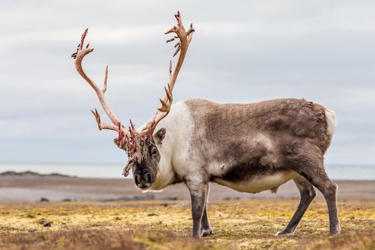 Wild Arctic reindeer preparing to shed his antlers.