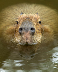 Capybara