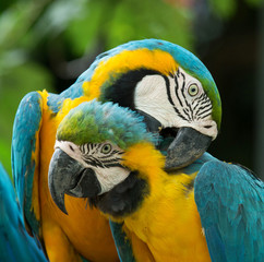 parrot © Pakhnyushchyy