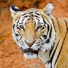 Obraz premium Tiger, portrait of a bengal tiger.