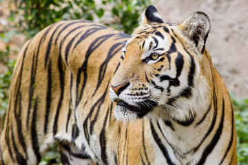 Tiger, portrait of a bengal tiger.