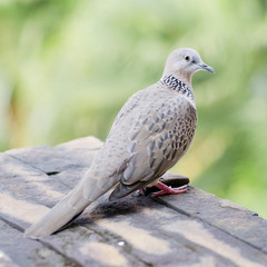 Emerald Spotted Dove