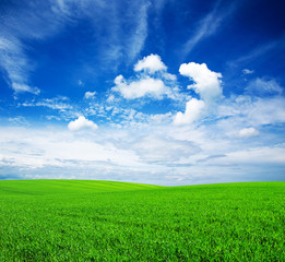 Obraz premium field
