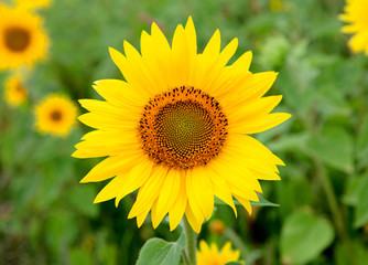 Beautiful sunflower with bright yellow