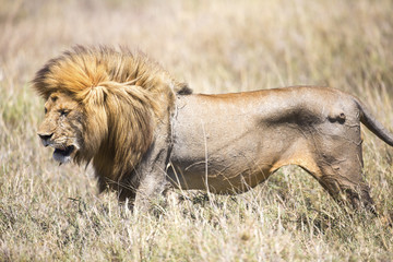 Large wild male lion in Serengeti