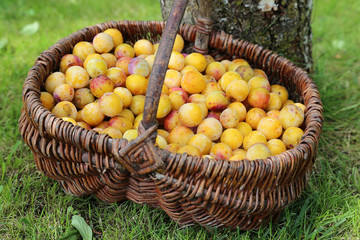 Mirabelles