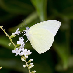 Butterfly feeding on a flowers, swarm flowers