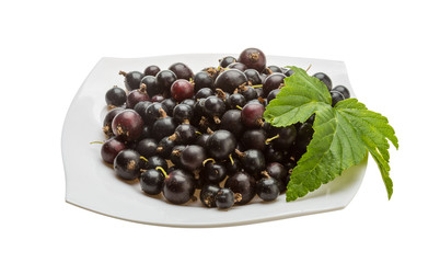 Black currant