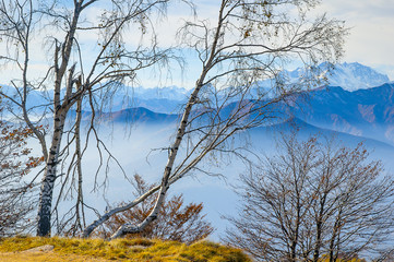 Silver birch trees in the mountains, Mottarone, Italy