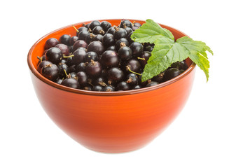 Black currant