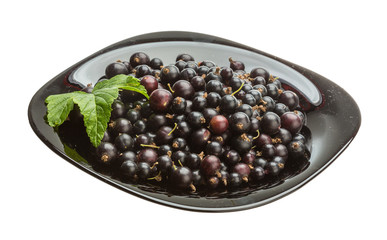 Black currant