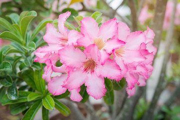 Floral background. Close up of Tropical flower Pink Adenium