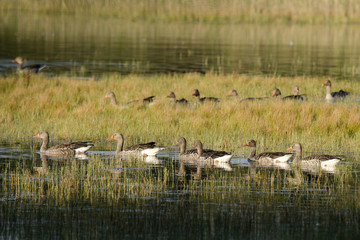 Eine Gruppe Graugänse (Anser anser)